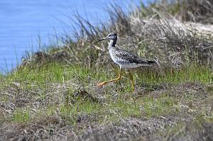 034 Sandpiper, Greater Yellowlegs, 2023-05068791 Parker River NWR, MA